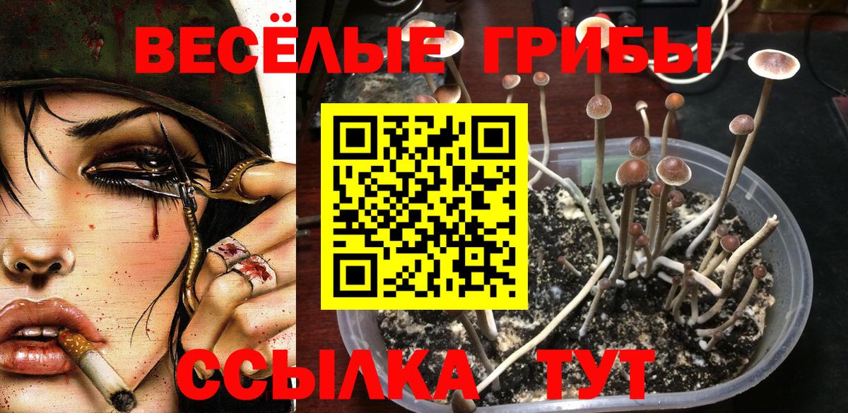 Псилоцибиновые грибы Cubensis Черняховск